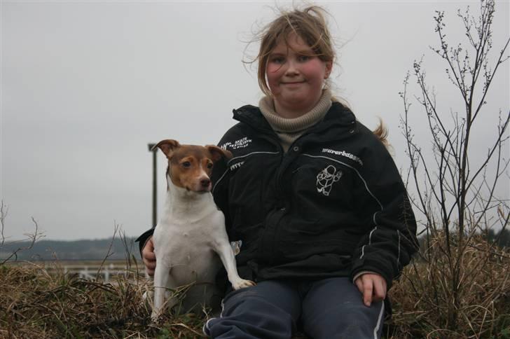 Dansk svensk gaardhund Tigga - *30/12-15* - velkomme til tigga pofil ligt en kommetar billede 1