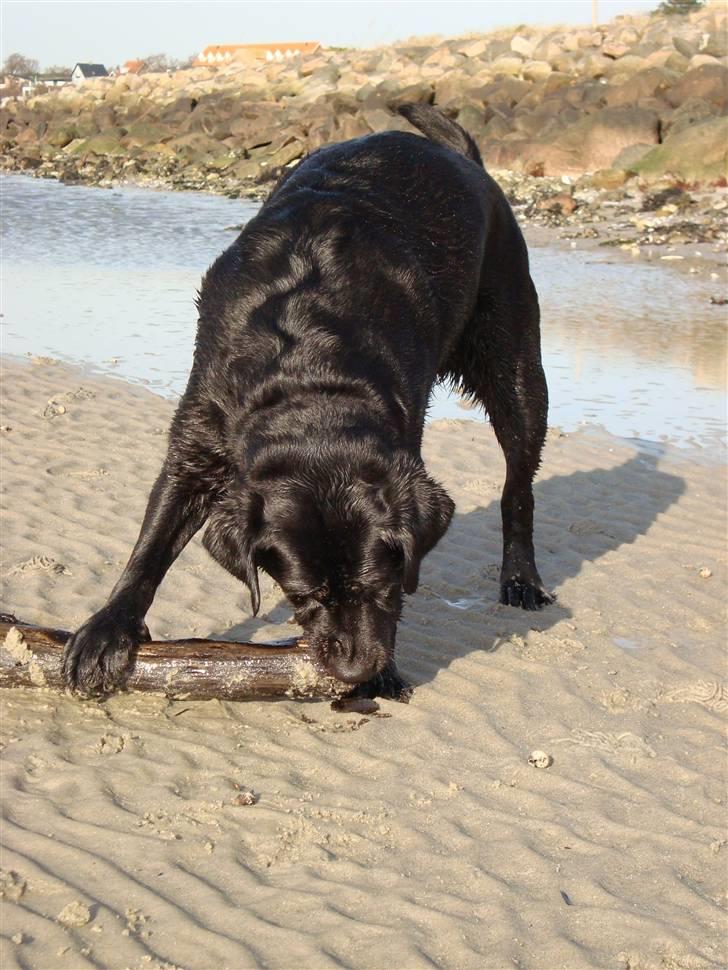 Labrador retriever Tulle - Tulle har fundet en stor pind :´D billede 9