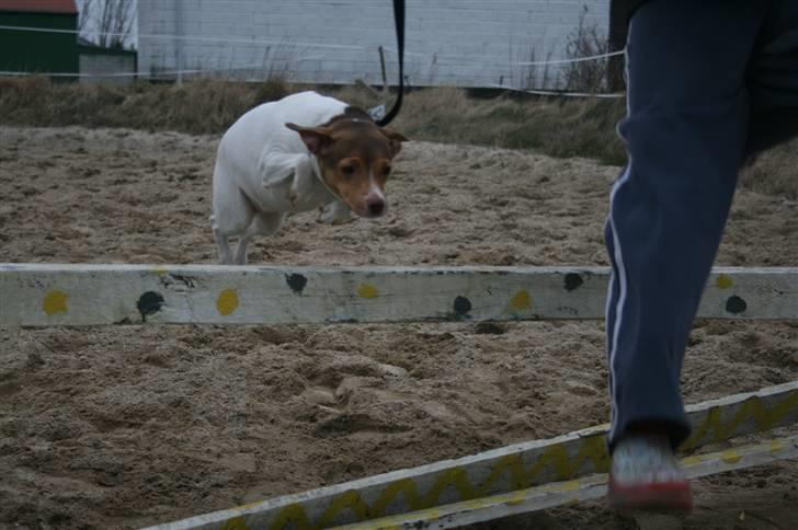 Dansk svensk gaardhund Tigga - *30/12-15* - jeg hopper høj billede 2