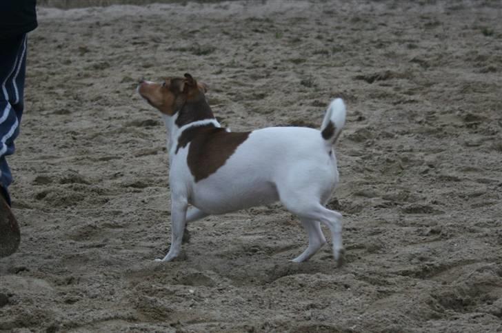 Dansk svensk gaardhund Tigga - *30/12-15* billede 3