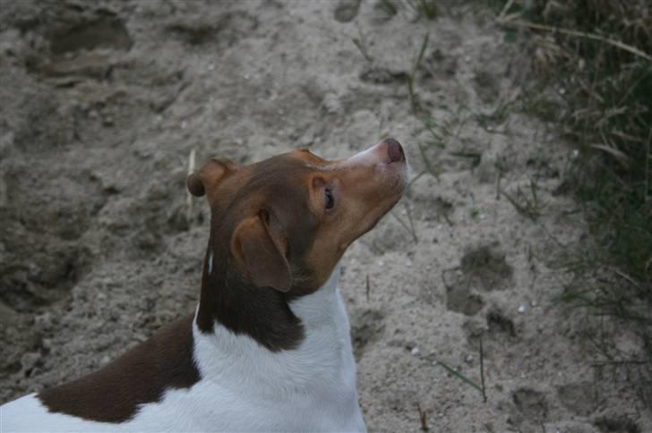 Dansk svensk gaardhund Tigga - *30/12-15* billede 4