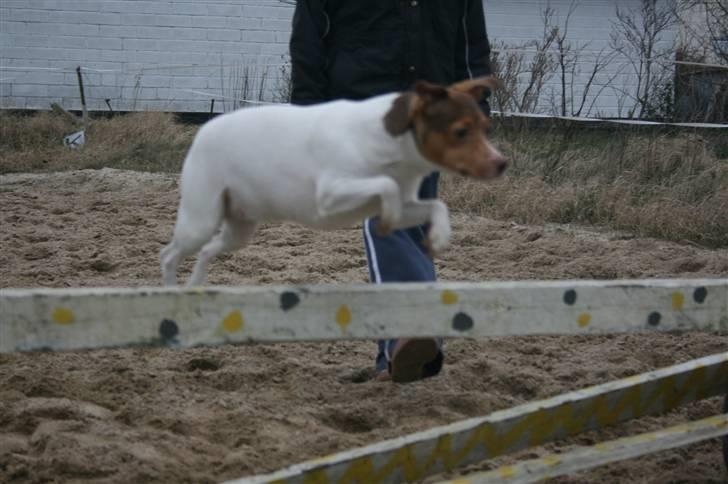 Dansk svensk gaardhund Tigga - *30/12-15* billede 5