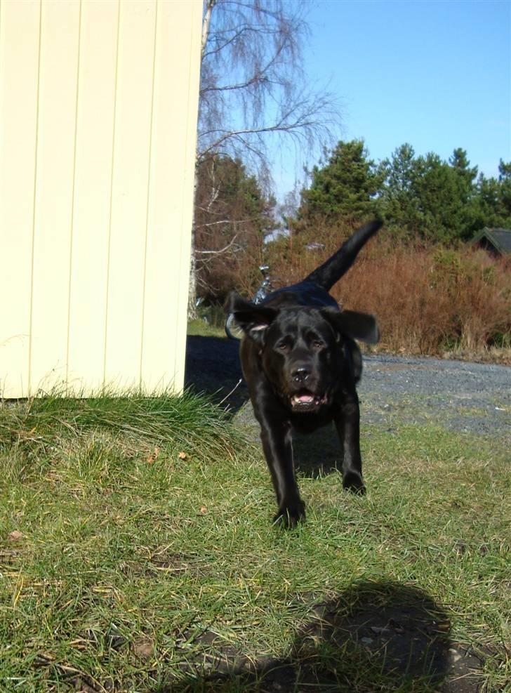 Labrador retriever Tulle - Vuf, vuf her kommer jeg. billede 10