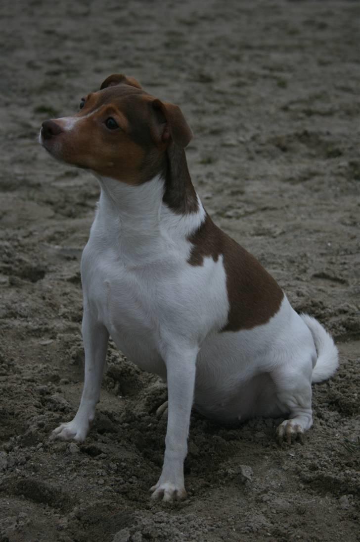 Dansk svensk gaardhund Tigga - *30/12-15* billede 6