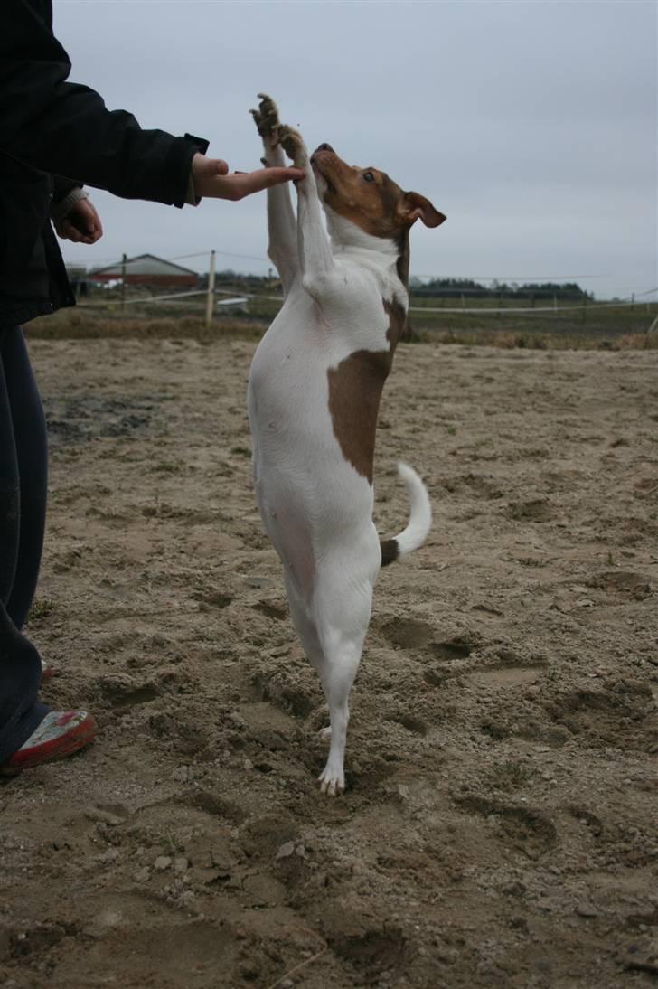 Dansk svensk gaardhund Tigga - *30/12-15* billede 7