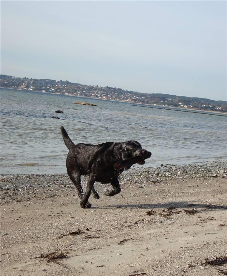 Labrador retriever Tulle - Haha, Tulle i fuld fart :) billede 11