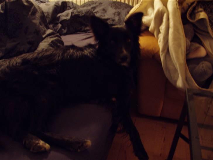 Border collie Kaplan billede 1