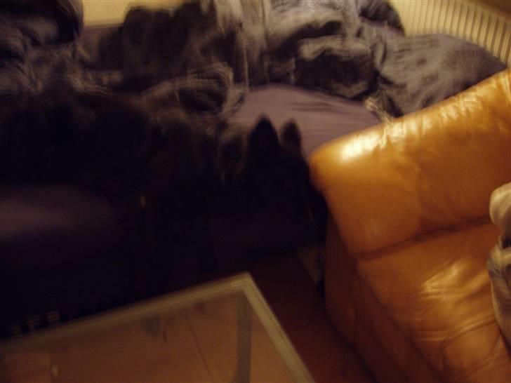 Border collie Kaplan billede 2