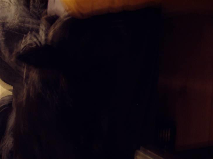 Border collie Kaplan billede 3