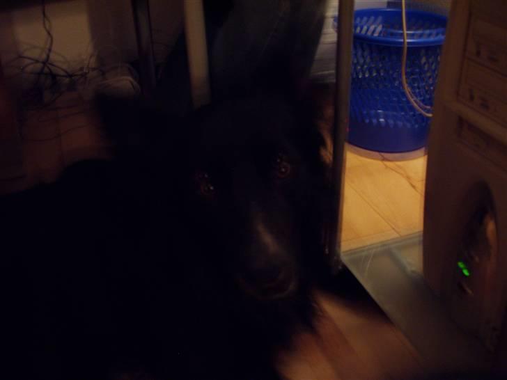 Border collie Kaplan billede 4