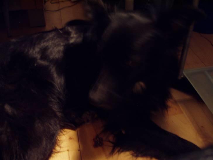 Border collie Kaplan billede 5