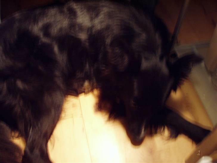 Border collie Kaplan billede 6