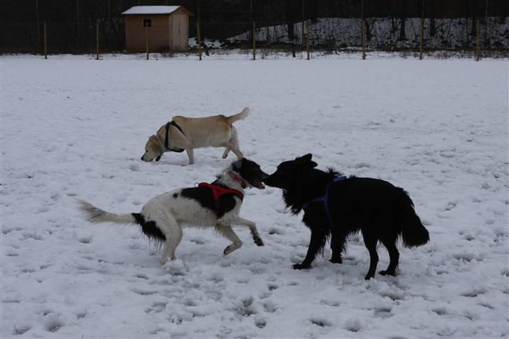 Border collie Kaplan billede 7