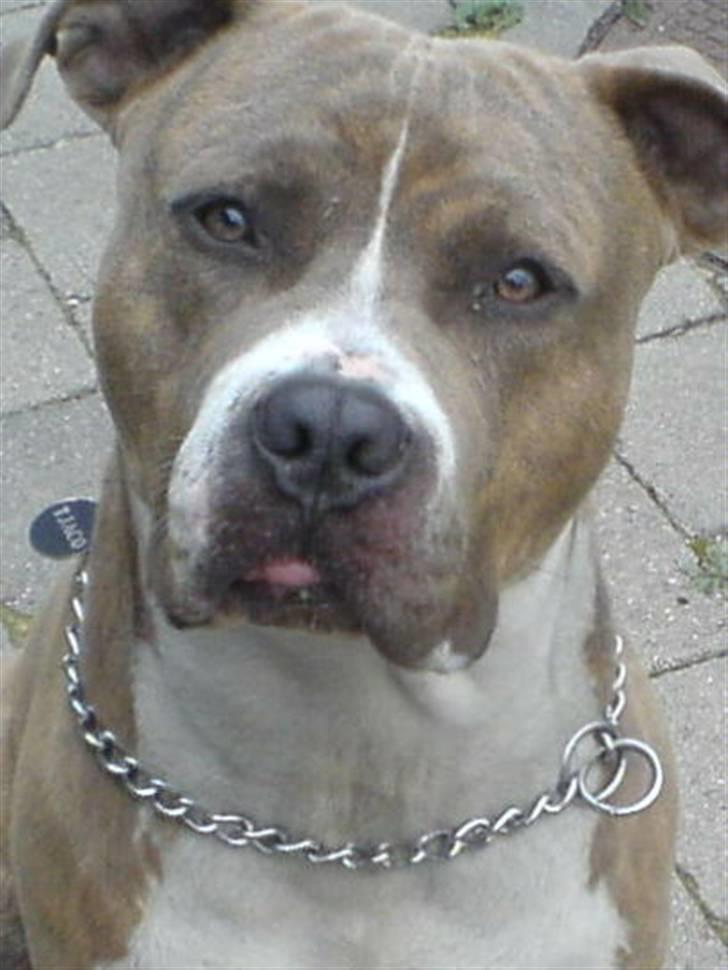 Amerikansk staffordshire terrier Tjaco billede 2