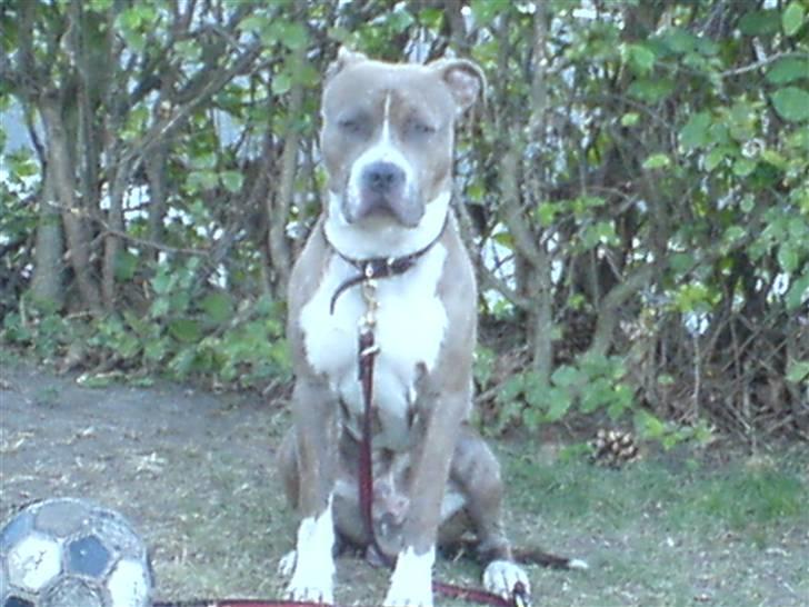 Amerikansk staffordshire terrier Tjaco billede 3