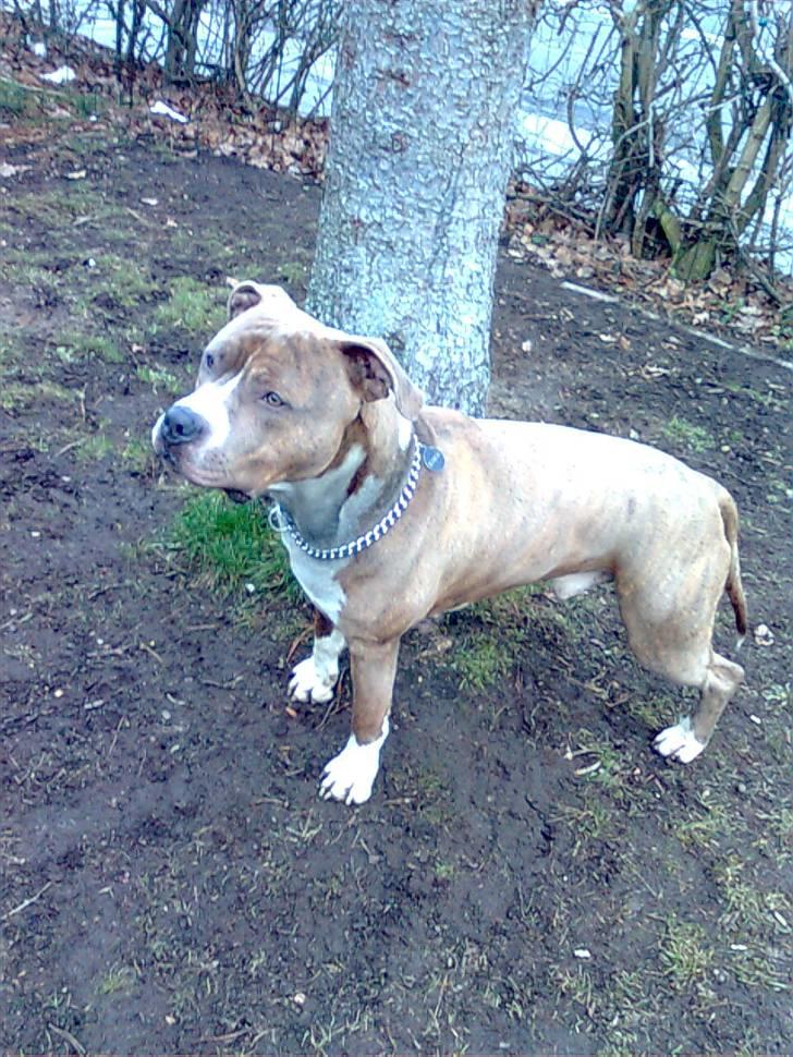 Amerikansk staffordshire terrier Tjaco billede 5