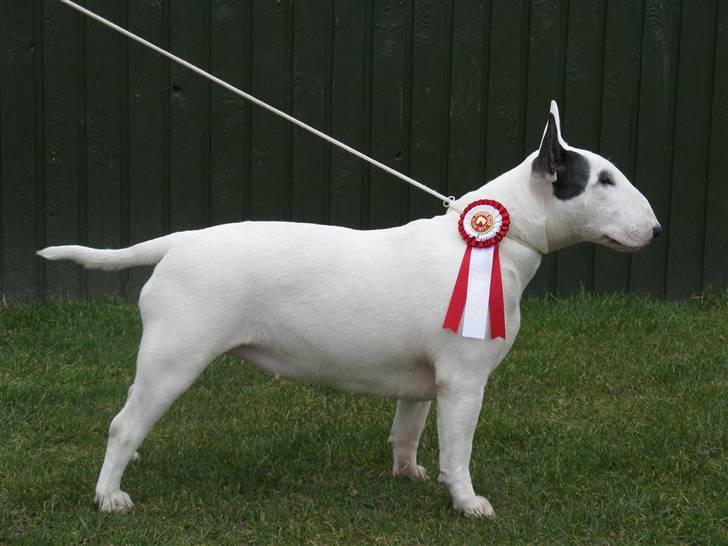 Bullterrier Sonja aka Dina Diamant - Bedste hvalp i racen, særdeles lovende, Hårlev d. 21-3-2009 billede 11