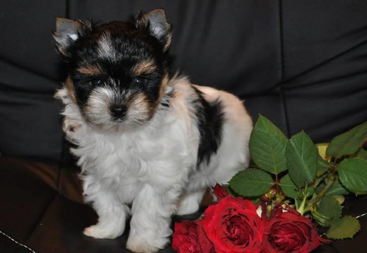 Biewer yorkshire terrier *Cupcake* billede 1