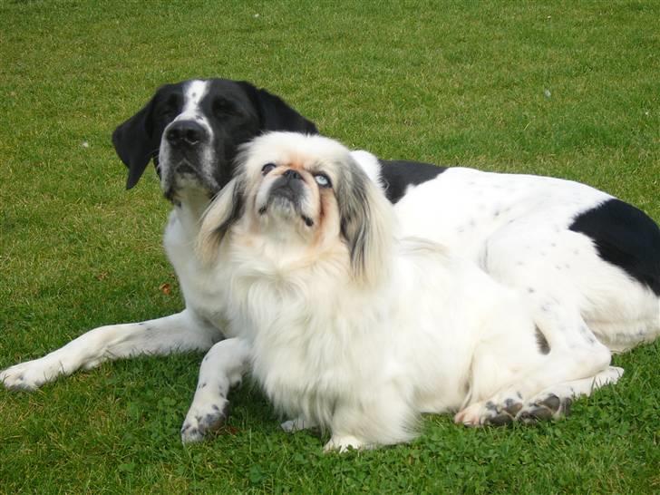 Pekingeser nala - Min gode ven buster. billede 17