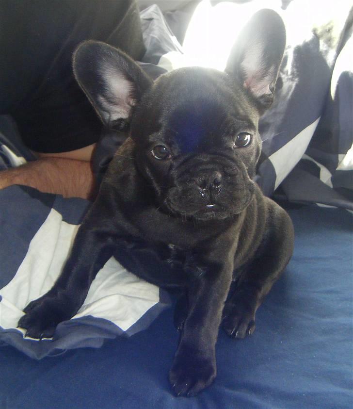 Fransk bulldog Valfers de Anna (Berta) billede 15