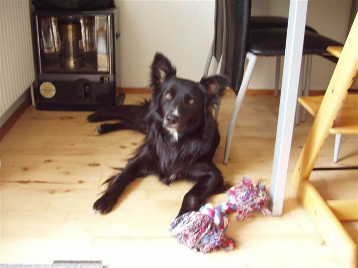 Border collie Kaplan billede 8