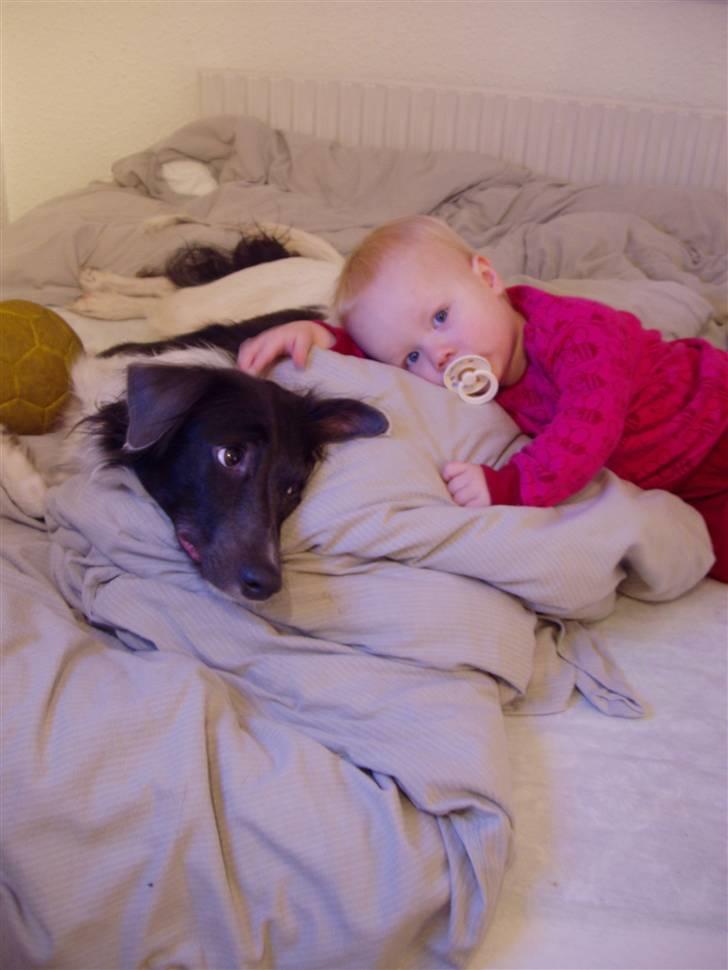 Border collie Cassie billede 11