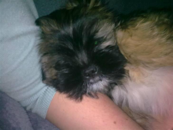 Lhasa apso Tacco *2008-2009* billede 1