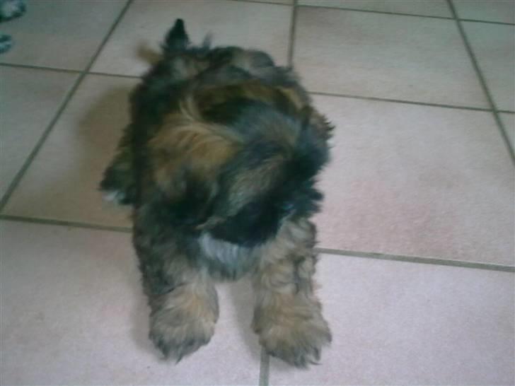 Lhasa apso Tacco *2008-2009* billede 2