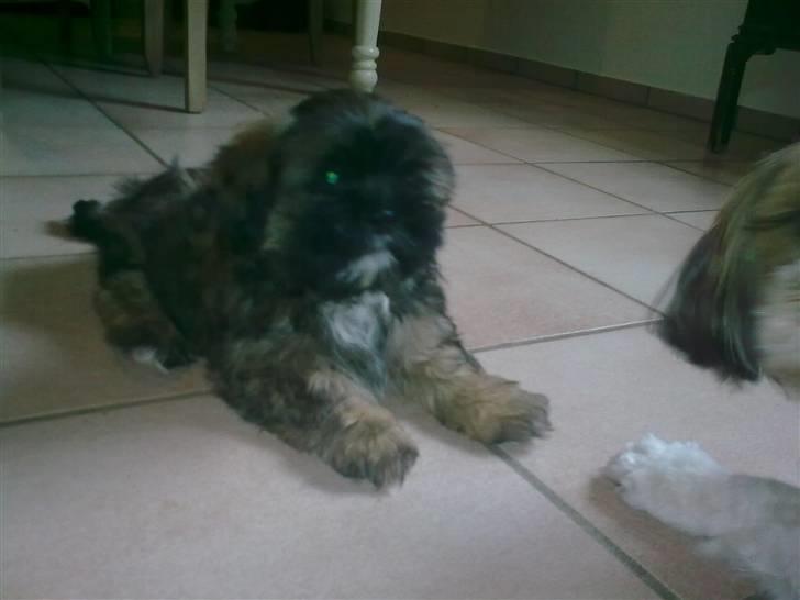 Lhasa apso Tacco *2008-2009* billede 3