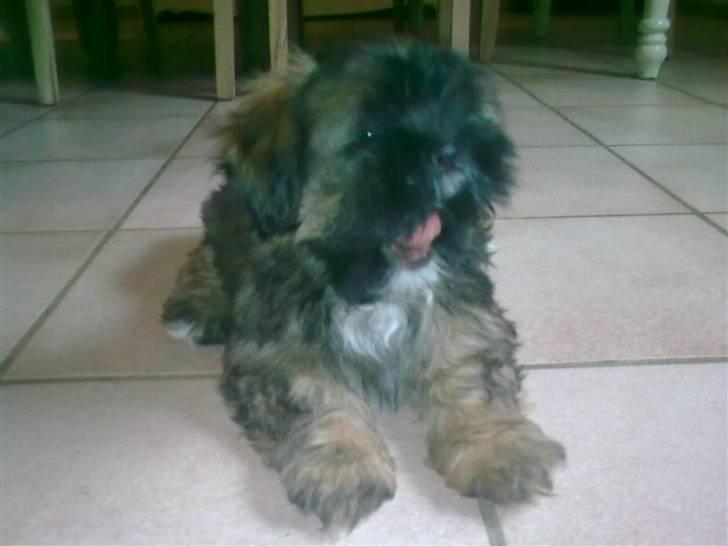 Lhasa apso Tacco *2008-2009* billede 4