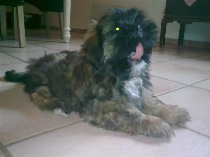 Lhasa apso Tacco *2008-2009* billede 5