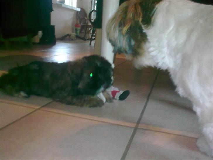 Lhasa apso Tacco *2008-2009* billede 6