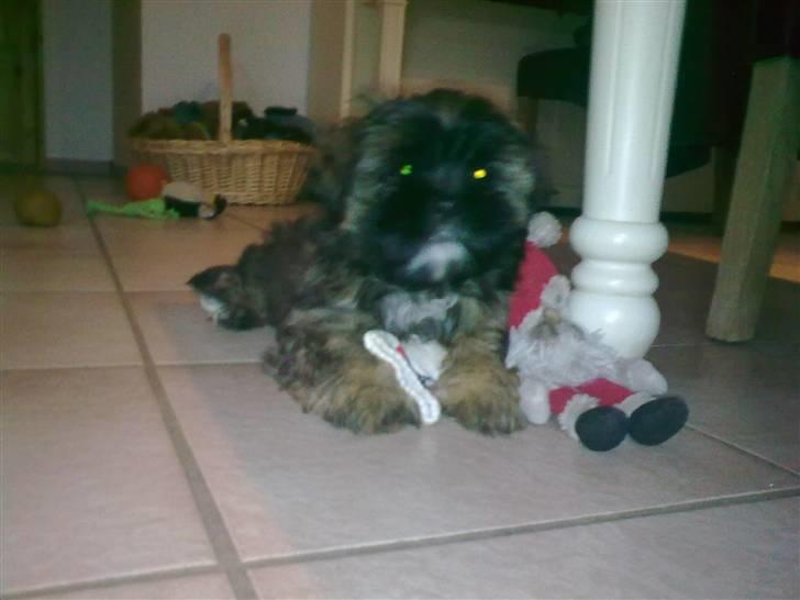 Lhasa apso Tacco *2008-2009* billede 7