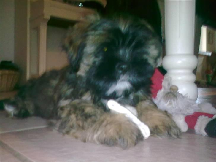 Lhasa apso Tacco *2008-2009* billede 8