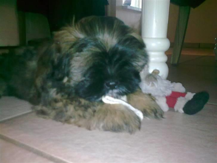 Lhasa apso Tacco *2008-2009* billede 9