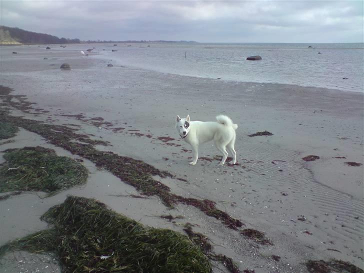 Grønlandshund Ronja - Et smut på stranden billede 13