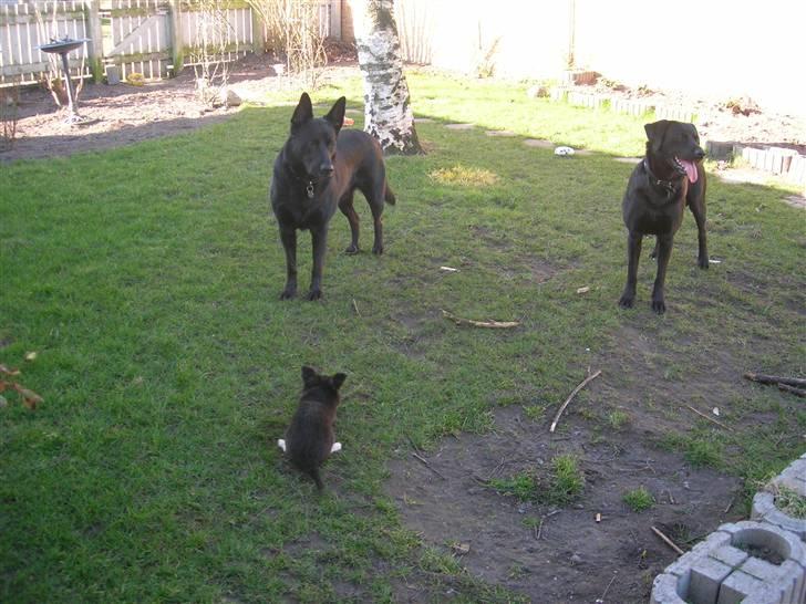 Chihuahua Lui billede 8