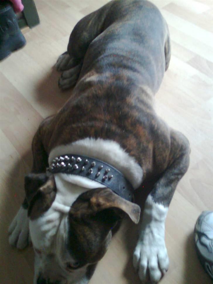 Amerikansk bulldog Burner billede 9