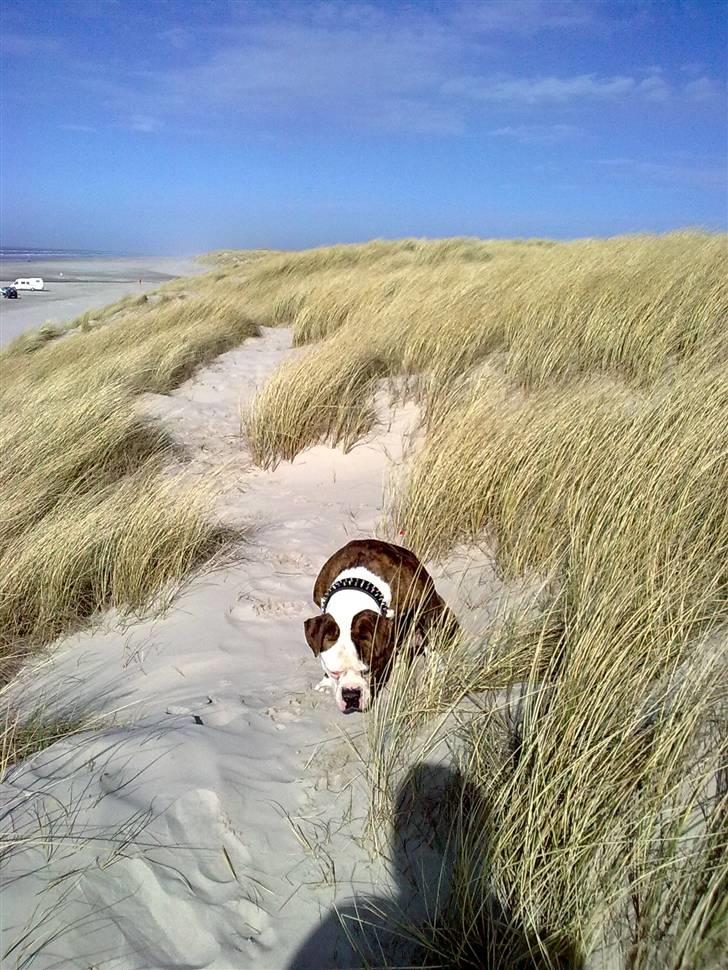 Amerikansk bulldog Burner billede 10