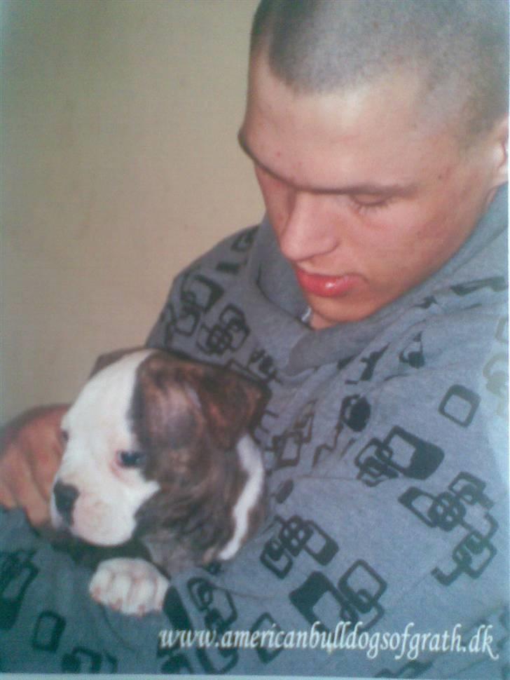 Amerikansk bulldog Burner billede 11