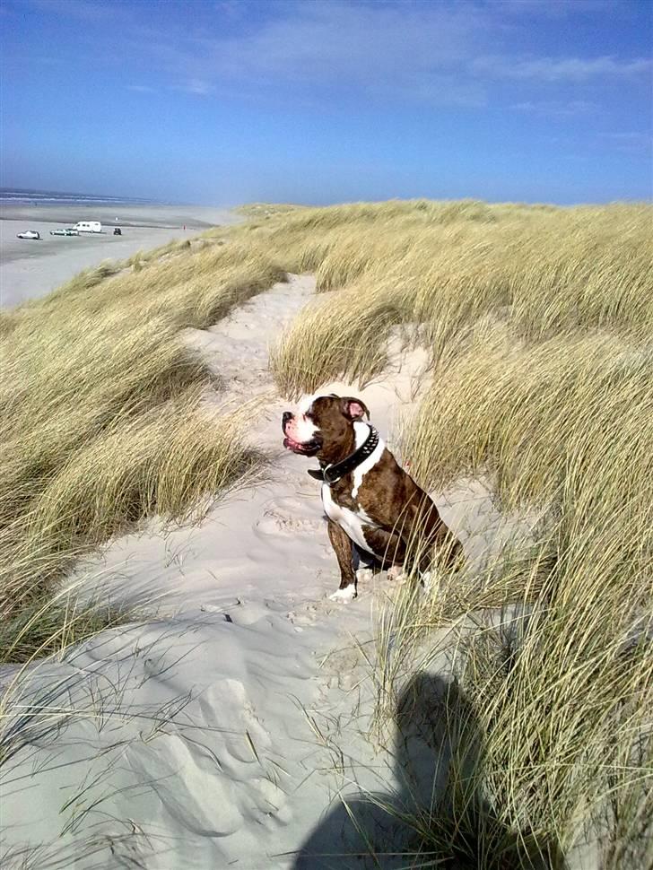 Amerikansk bulldog Burner billede 12