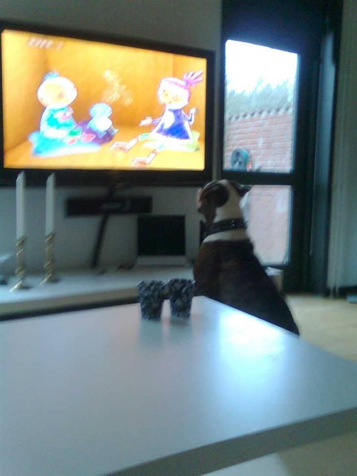 Amerikansk bulldog Burner billede 13