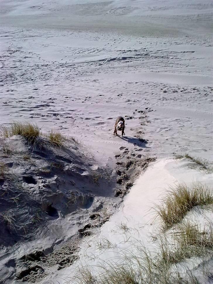 Amerikansk bulldog Burner billede 14