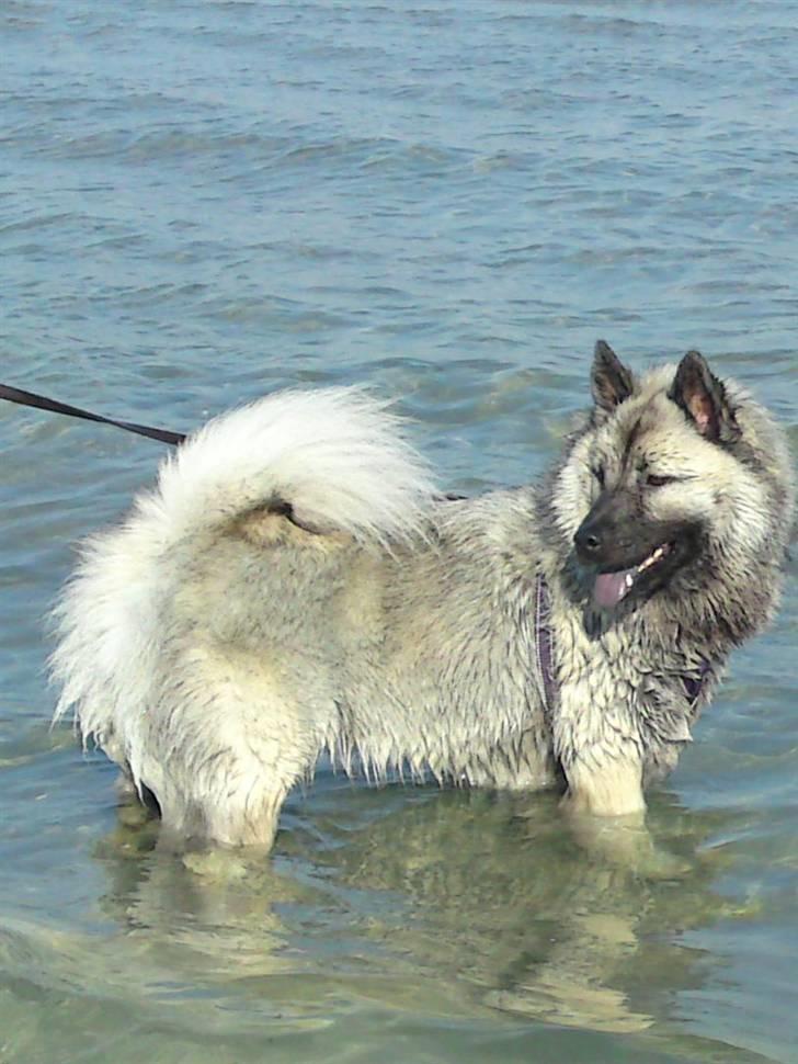 Eurasier kennel Eurojou - Mynte i vandet billede 15