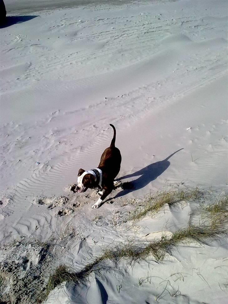 Amerikansk bulldog Burner billede 15