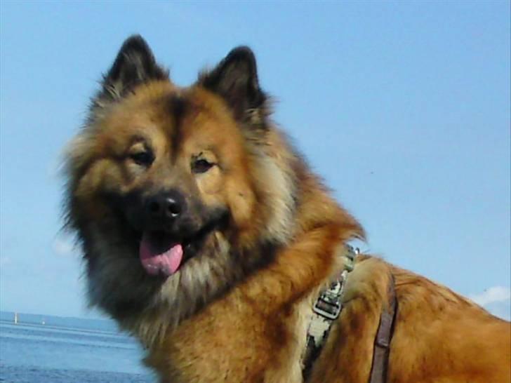 Eurasier kennel Eurojou - Bijou, nyder livet på Bornholm billede 16