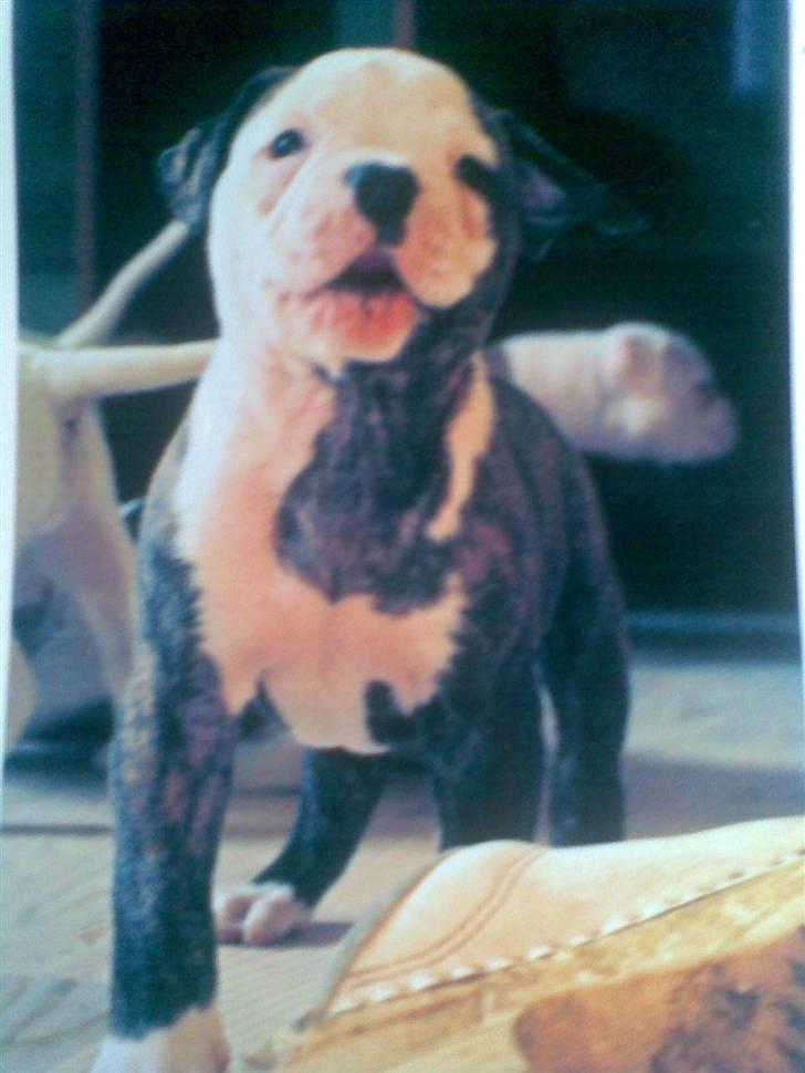 Amerikansk bulldog Burner billede 16