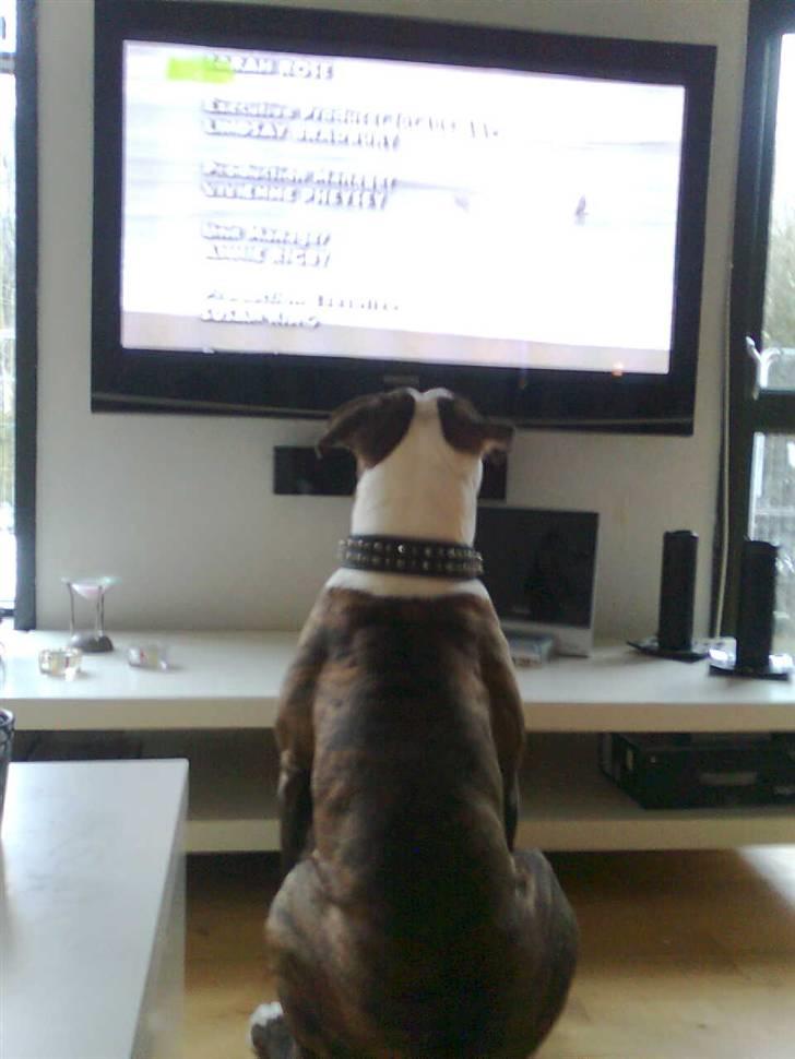 Amerikansk bulldog Burner billede 17