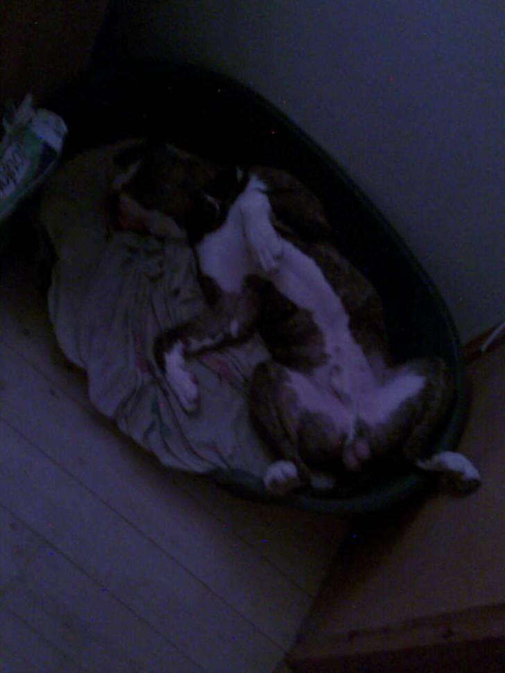 Amerikansk bulldog Burner billede 18