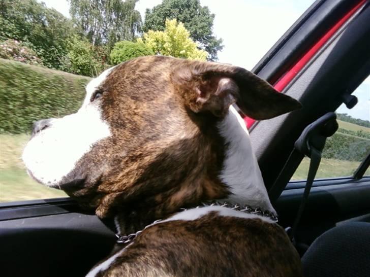 Amerikansk bulldog Burner billede 19